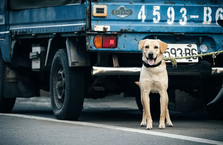 A Labrador Retriever stands in front of a blue truck on a city street.