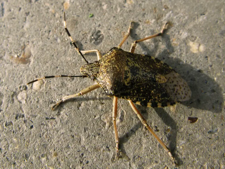 Raphigaster nebulosa * Stink Bugs