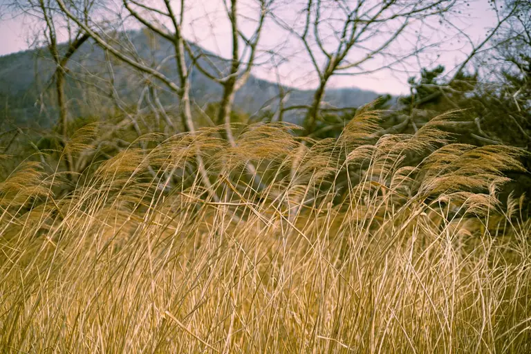 a field of tall grass with trees in the background