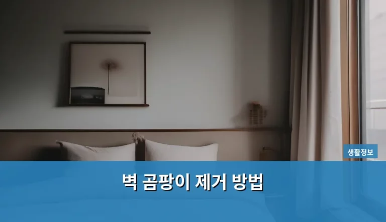 벽 곰팡이 제거 방법 및 방지 가이드